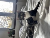 IMG_0982.jpeg