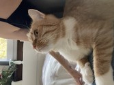 IMG_0971.jpeg