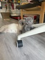 Hermine und grau-weiblich.jpg